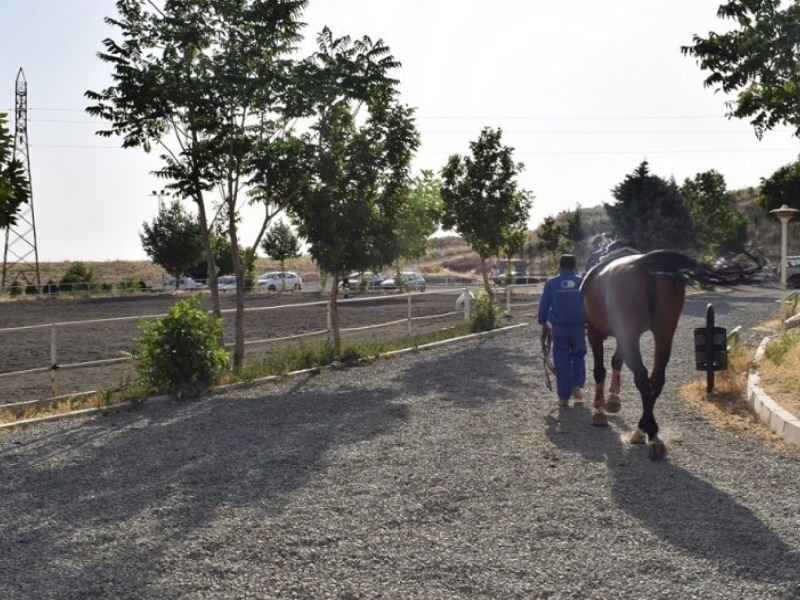 سوارکاری الغدیر