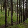 پارک جنگلی شیان0000000