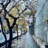 خیابان نوفل لوشاتو تهران