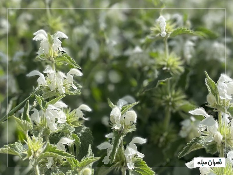 طبیعت دشت پیازچال در بهار