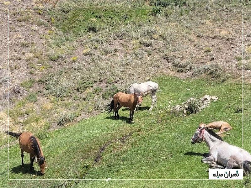 پوشش گیاهی و جانوری دره پیازچال
