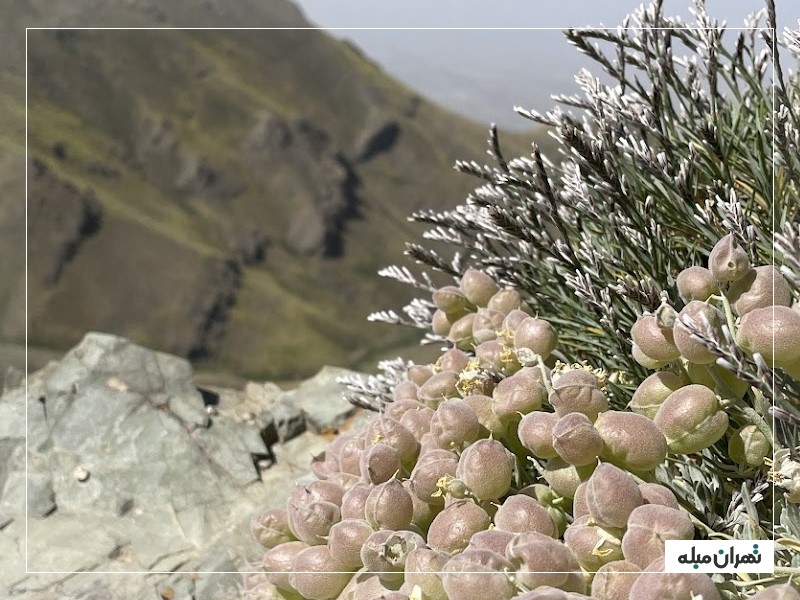 پوشش گیاهی دره پیازچال